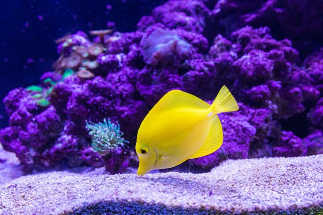 aquarium en bonne santé