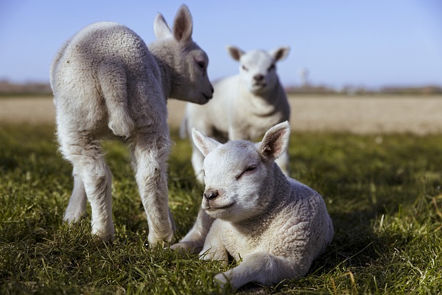 Les bienfaits cruciaux de la Vermifugation pour les moutons