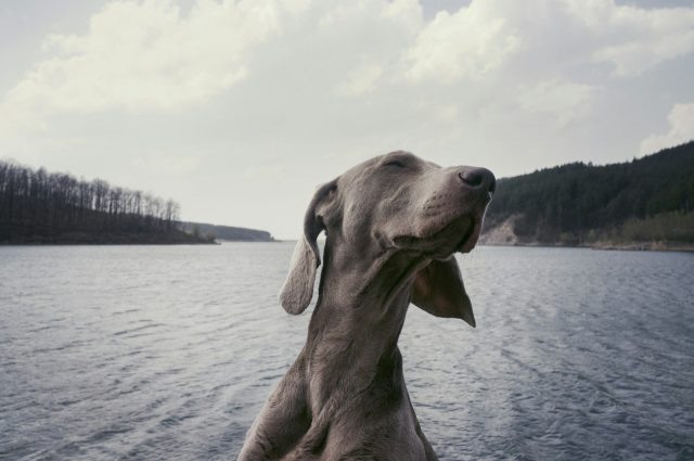 Santé de Votre Chien