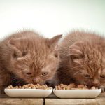 alimentation et litière sans créer de tension avec plusieurs chats