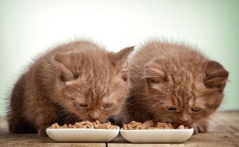 alimentation et litière sans créer de tension avec plusieurs chats