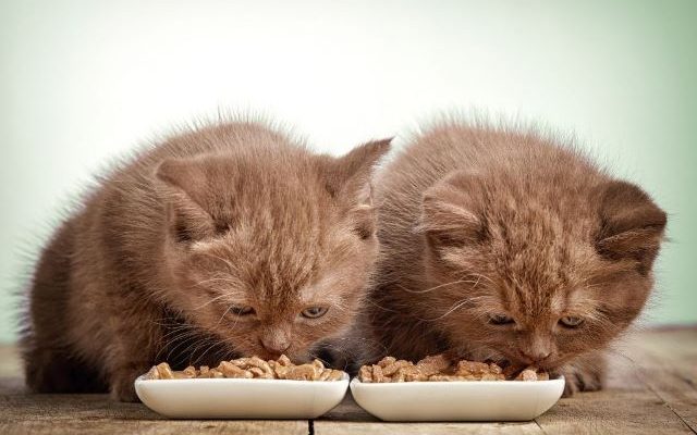 alimentation et litière sans créer de tension avec plusieurs chats